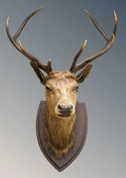Good Stags Head Taxidermy Wall Mount Deer (Cervida