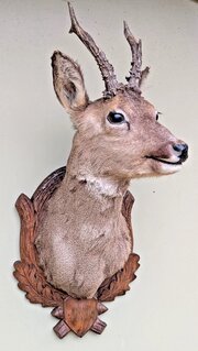 Good Taxidermy Roebuck On Carved Oak Shield