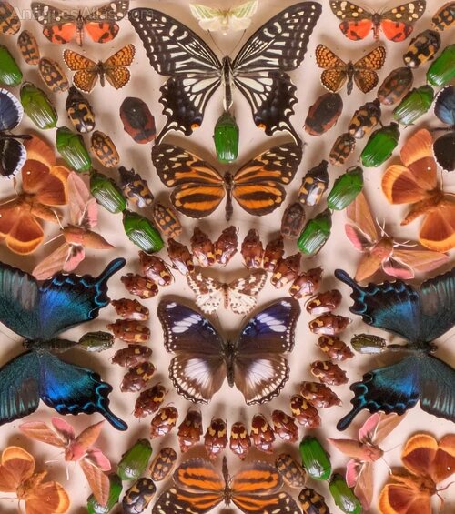 Antiques Atlas - Stunning Cased Butterfly Insect Display
