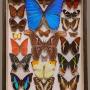 Superb Antique Collection Butterfly & Moth Specime