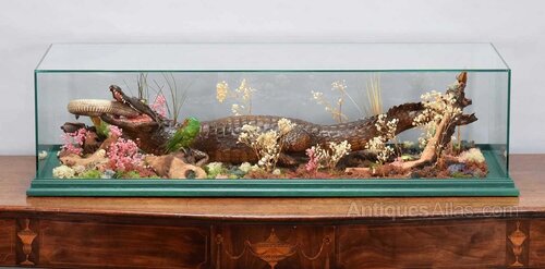 Crocodile　　CASE　ANTIQUE early-20th-century-crocodile-
