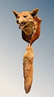 Taxidermy Fox Head And Brush Spicer Vulpes Vulpes