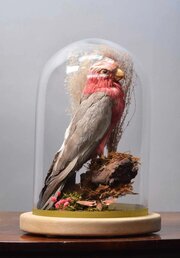 Taxidermy Late Victorian Galah Cockatoo (Eolophus 