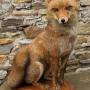 Taxidermy Seated Fox Full Mount (Vulpes Vulpes)