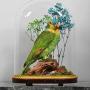 Beautiful late Victorian blue fronted Amazon parrot