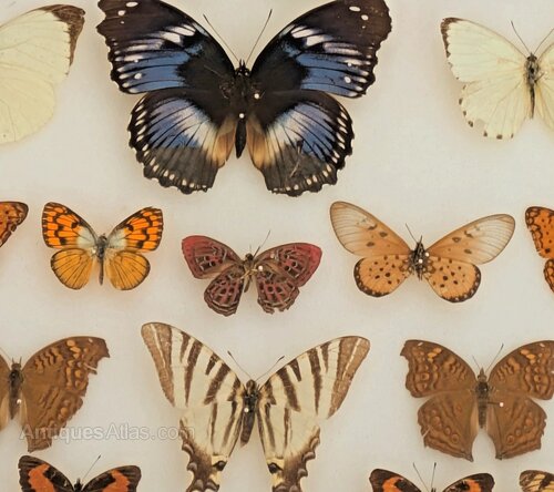 Antiques Atlas - Tropical Butterfly Collection Cased No 5 as623a4359