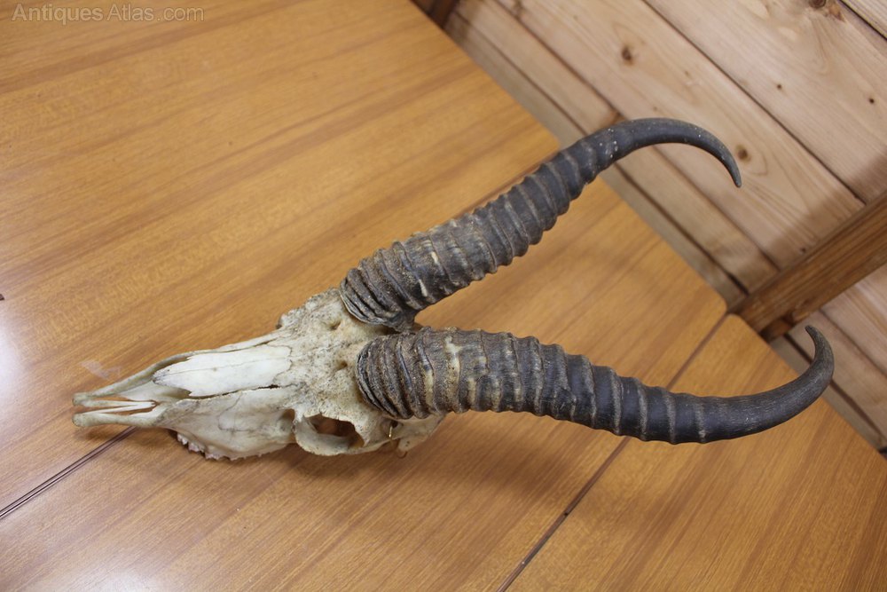 Antiques Atlas Animal Horns