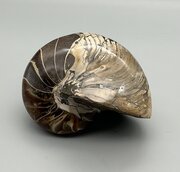 Large Polished Ammonite  Nautilus Fossil
