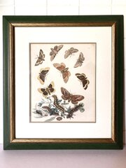 British Moths - Eight 19thC Hand-Coloured Plates