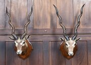 Pair Of Taxidermy Blackbuck Antelope Heads