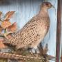 taxidermy  pheasants