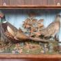 Pair Of Taxidermy Pheasants