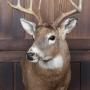 Taxidermist  8‑point White‑Tailed Deer 
