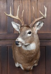 Taxidermist  8?point White?Tailed Deer 