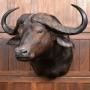 Taxidermy African Buffalo