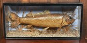Taxidermy Carp In Case