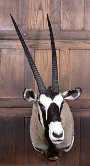 Taxidermy Gemsbok