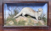 Taxidermy Otter
