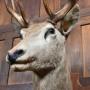 Stag  taxidermy
