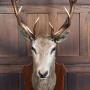 Taxidermy Red Stag
