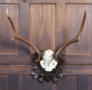Taxidermy Six- Point Antlers