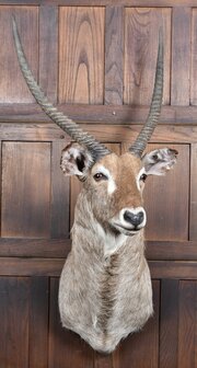 Taxidermy Waterbuck Head