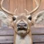 Taxidermy  whitetail
