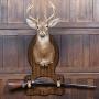 Taxidermy Whitetail Deer Head