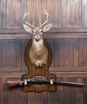 Taxidermy Whitetail Deer Head