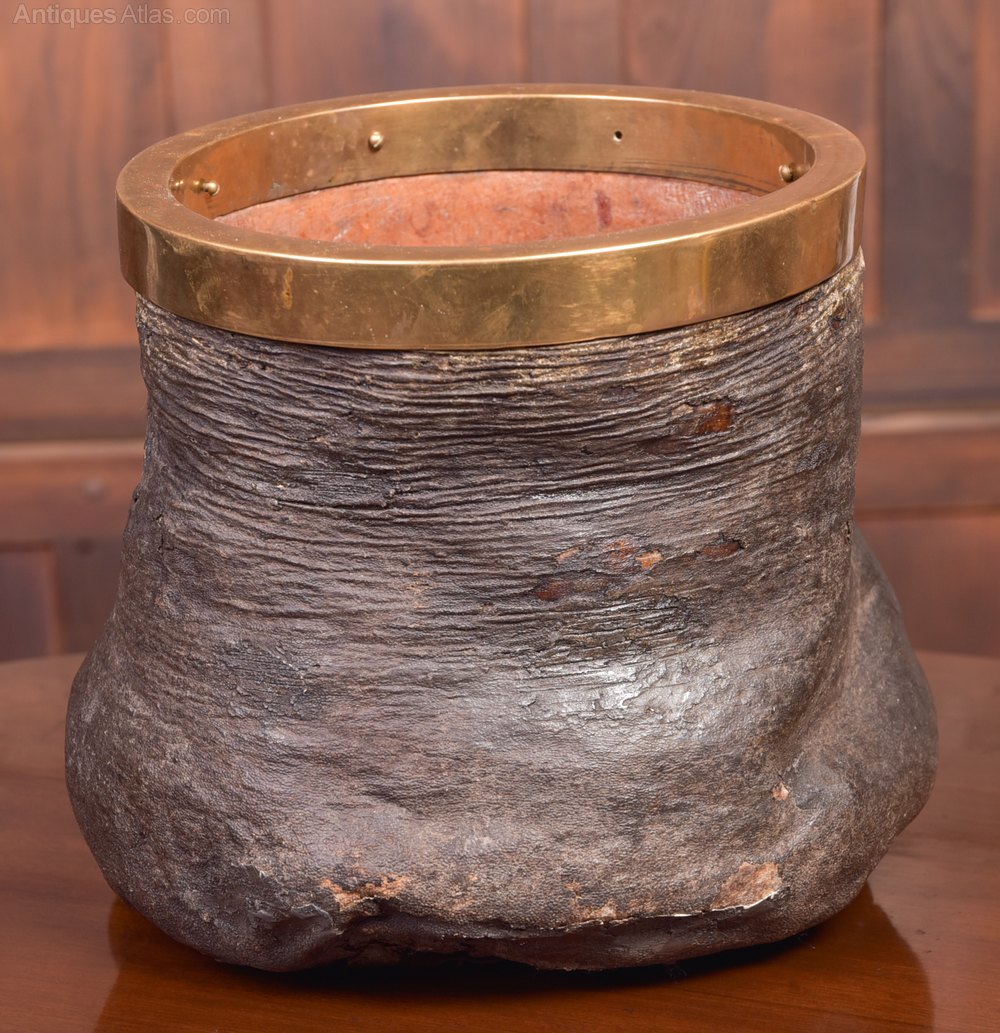 Antiques Atlas Victorian Taxidermy Elephants Foot Waste Paper Bin