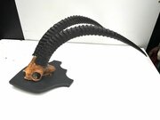 African Sable Antelopes Magnificent Horns