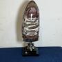 Giuliano Tincani Rare Fossilised wood Artform 