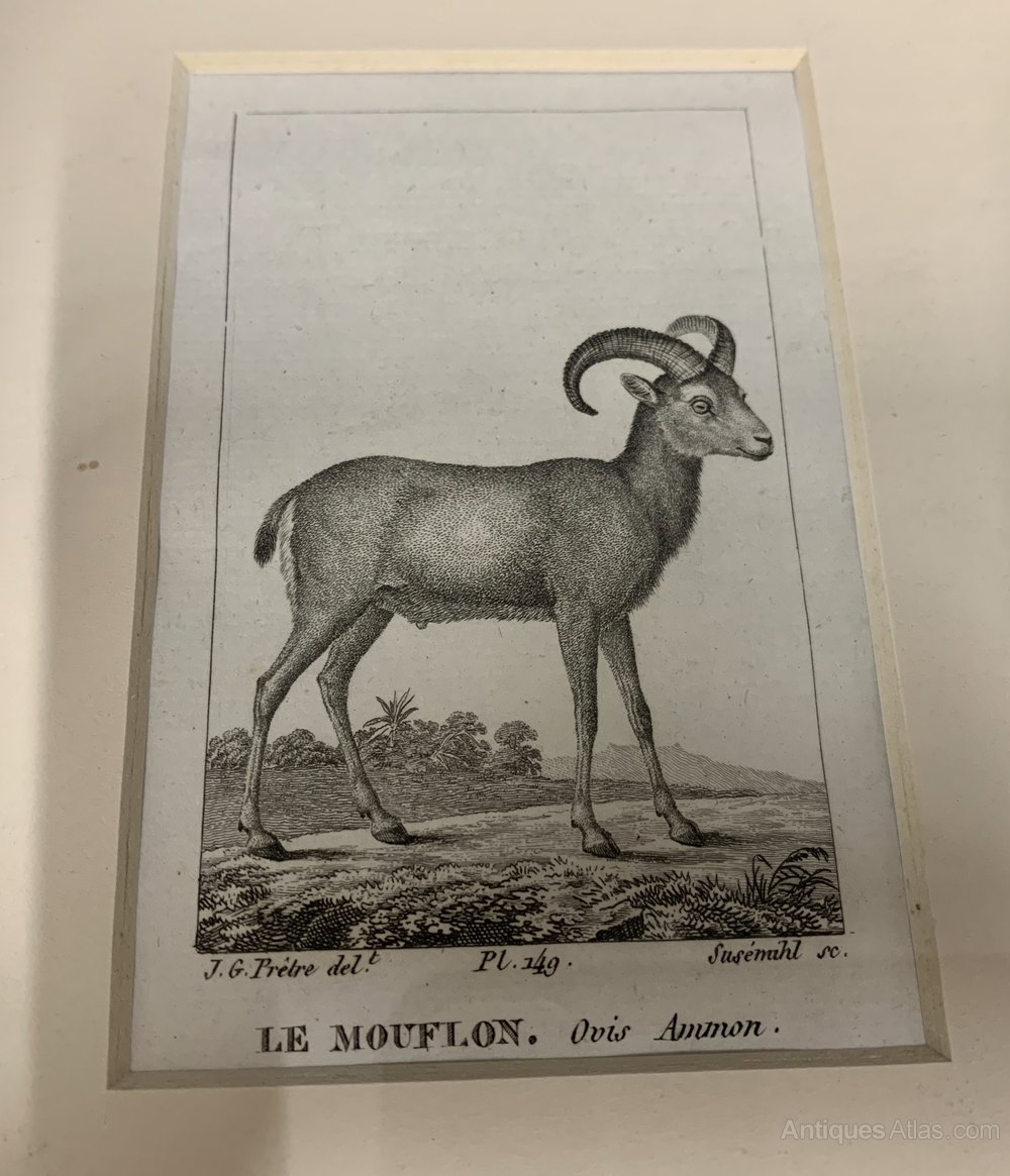 Antiques Atlas Antique Steel Engraving Print Le Mouflon Circa1910
