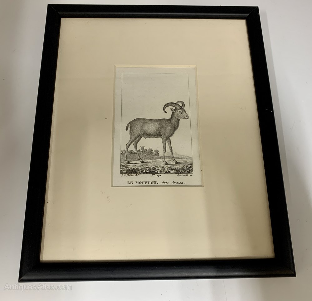 Antiques Atlas Antique Steel Engraving Print Le Mouflon Circa1910