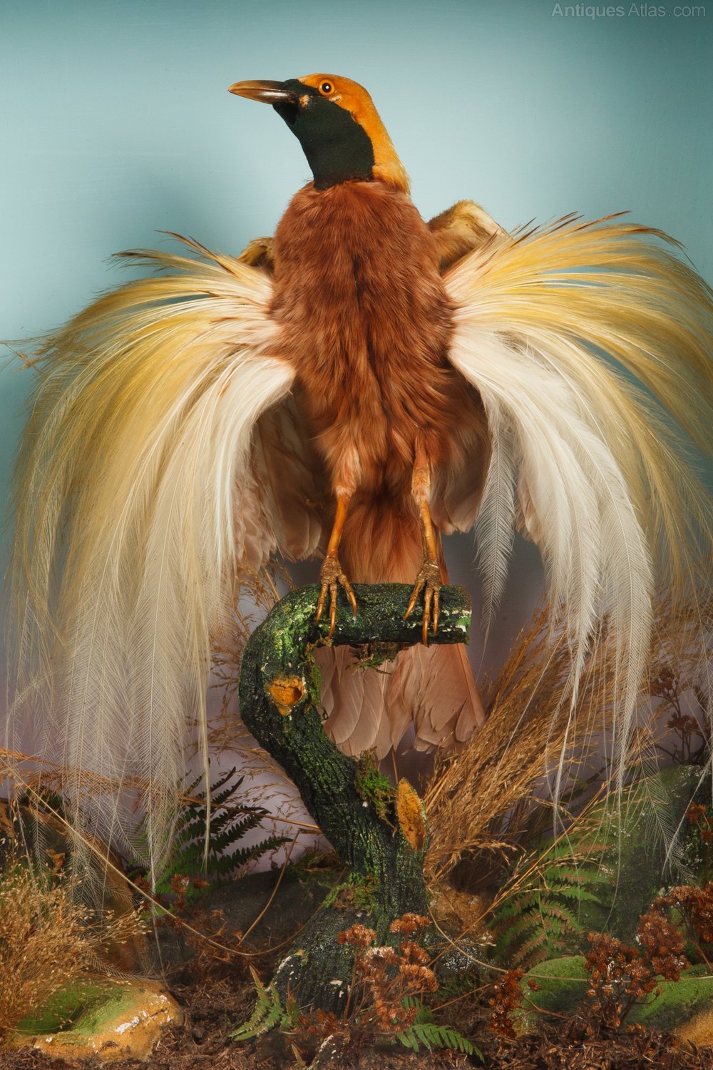 Antiques Atlas Victorian Taxidermy Bird Of Paradise