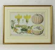 Original Hand-Coloured Botanical Engraving - Vietz