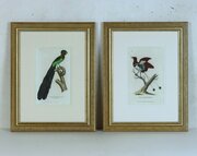 Pair Framed Georgian Prints Of Paradise Birds #1