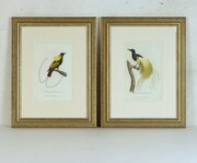 Pair Framed Georgian Prints Of Paradise Birds #2