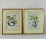Pair Original Hand-Coloured Botanical Engravings