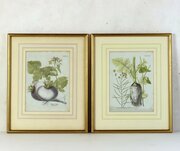 Pair Original Hand-Coloured Botanical Engravings