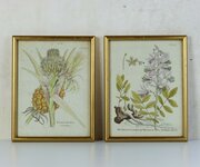 Pair Original Hand-Coloured Botanical Engravings