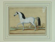 Pair Rare 18th Century Horse Prints By Picart #2