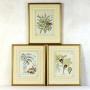 Set 3 Original Hand-Coloured Botanical Engravings