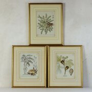 Set 3 Original Hand-Coloured Botanical Engravings