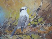 Grey Jay Wildlife Listed Artist Michael Woodcock