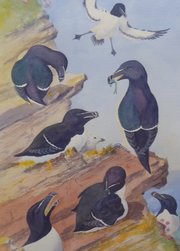 Large Watercolour Seabirds Artist David A Quine